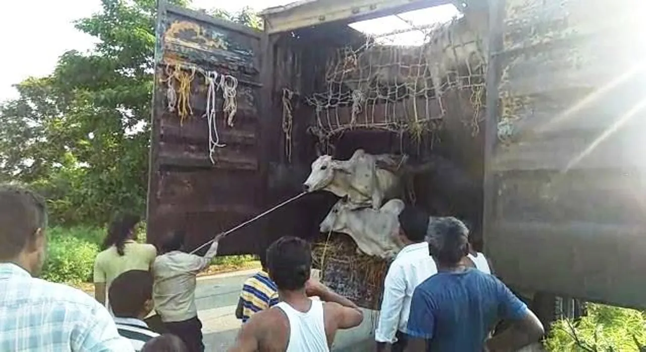  Locals steal cattle after truck carrying animals meets with accident in Odisha