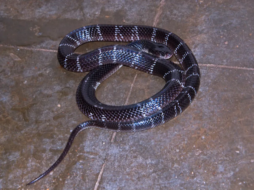  Common Krait (File pic) 