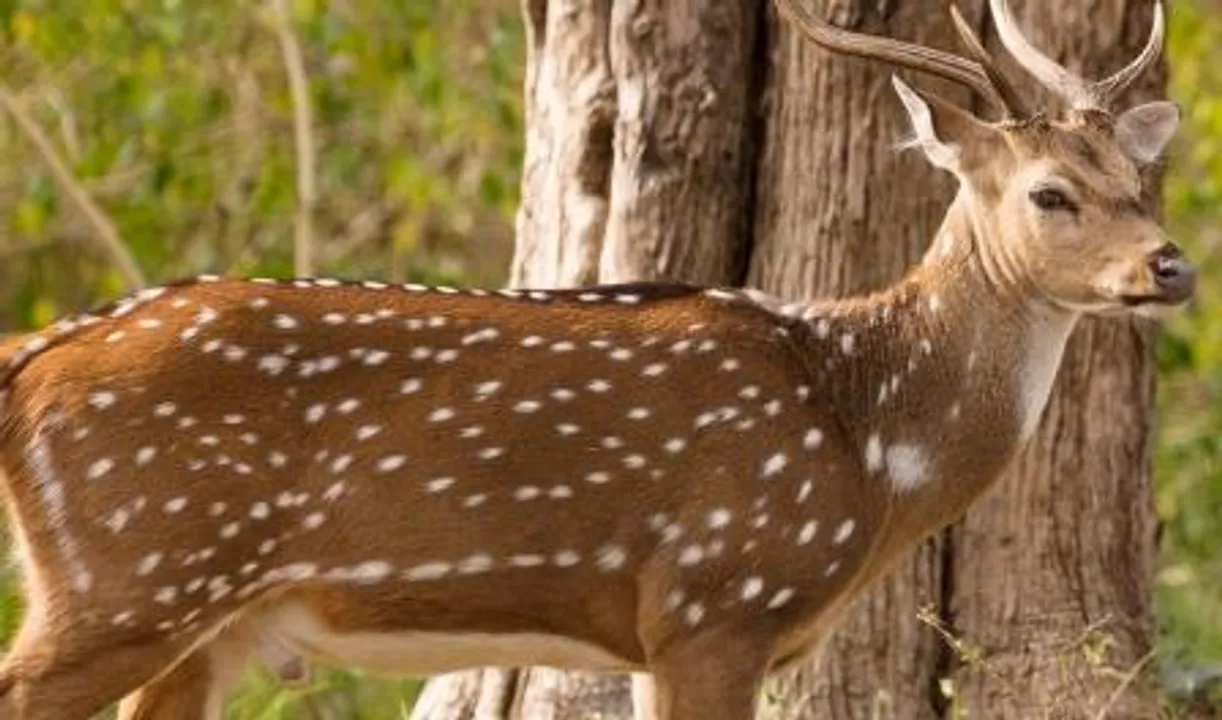  Chital 