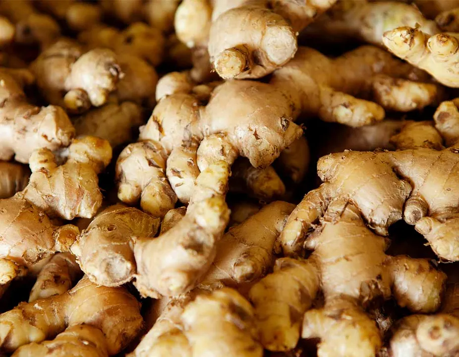  Ginger processing unit to be set up in Koraput