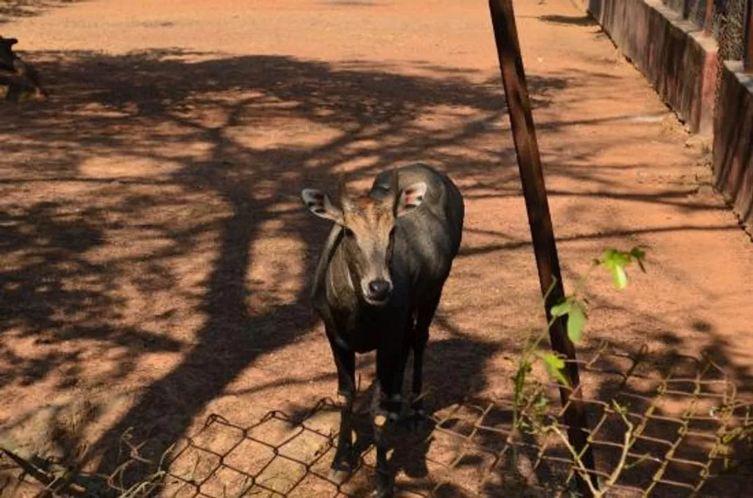  Nilgai at Nandankanan (File pic) 