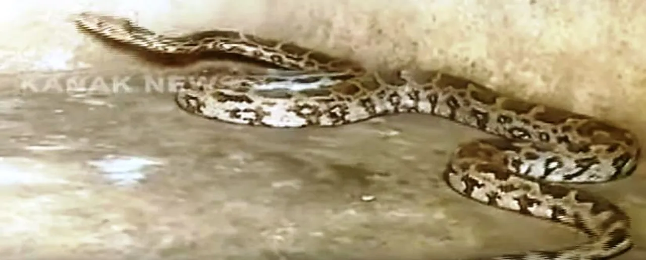  10-ft-long Indian rock python rescued from henhouse in Odisha's Malkangiri