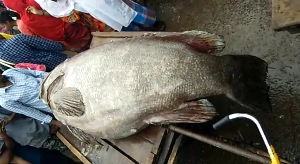  Rare fish weighing over 150 kg found off Odisha coast