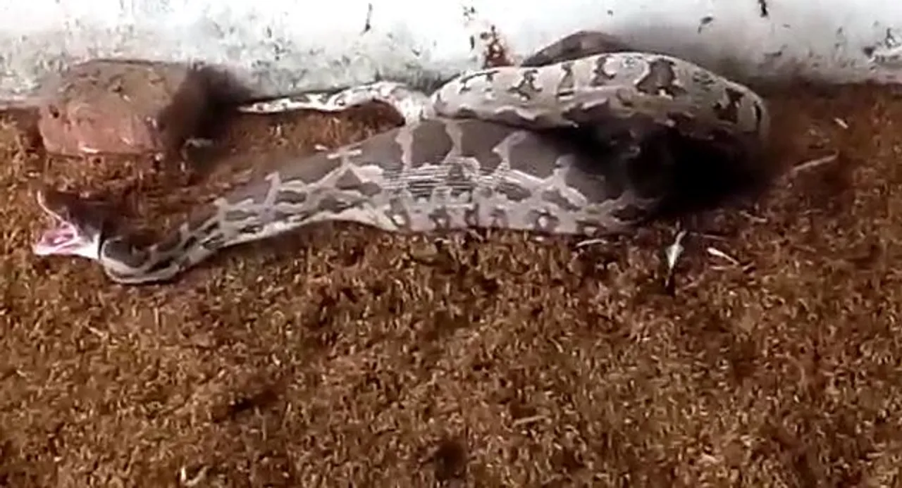  Python engulfs fowl at poultry farm in Odisha's Sambalpur
