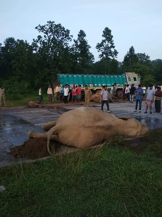  Three elephants mowed down by truck in Odisha