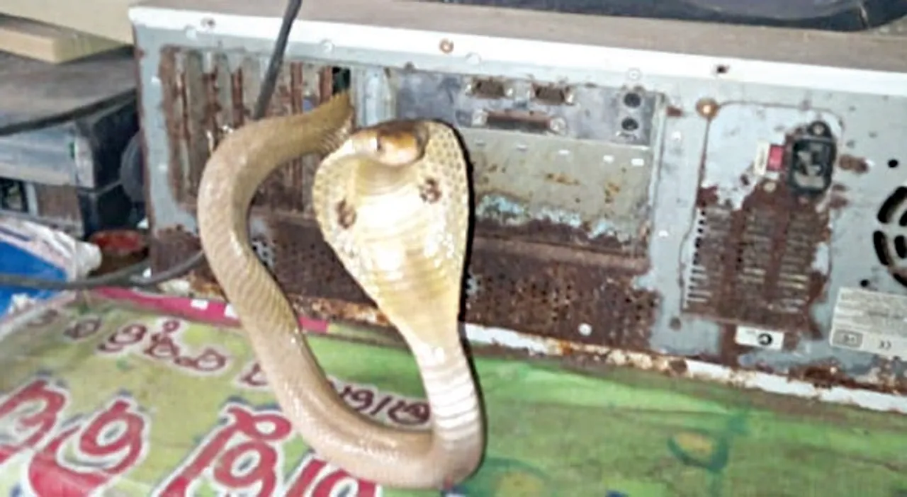  Cobra rescued from computer CPU in Odisha