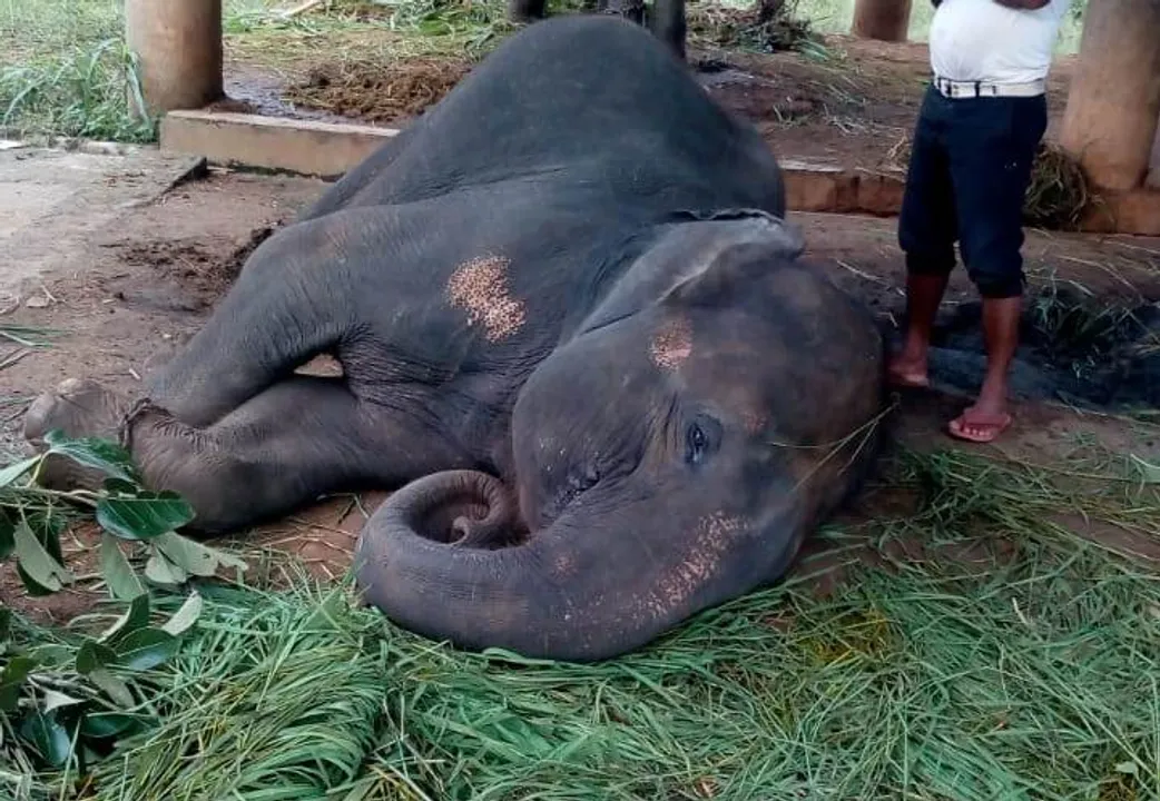  Female elephant dies at Odisha's Nandankanan zoo