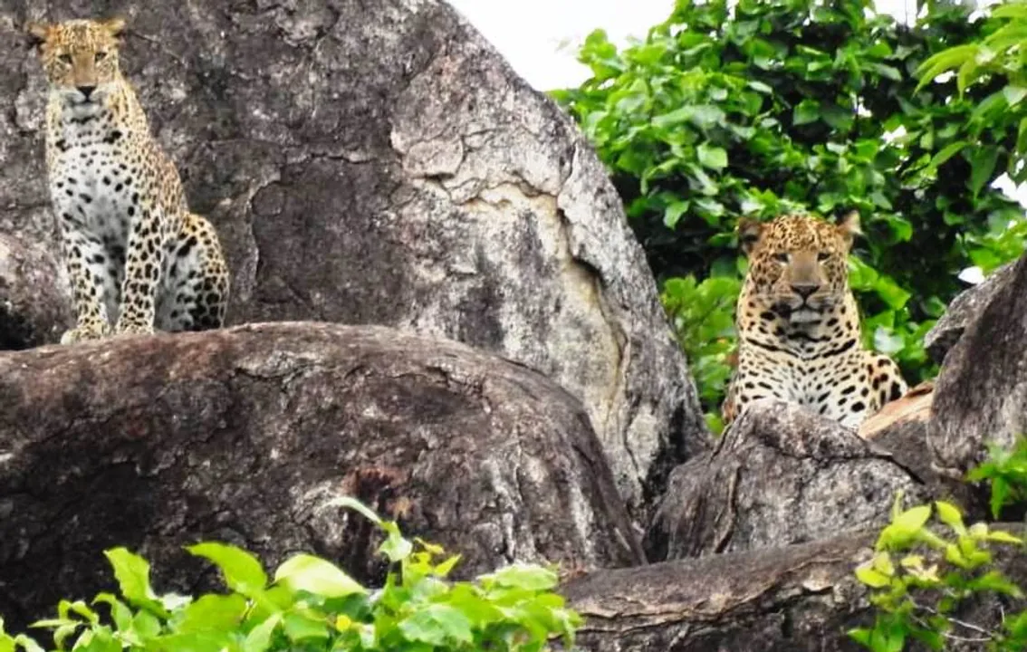  Leopards spotted near village in Odisha's Nuapada, locals panic
