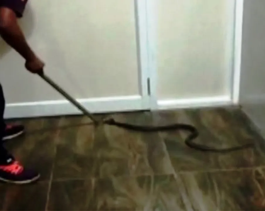  Cobra rescued from Malkangiri dist hqrs hospital