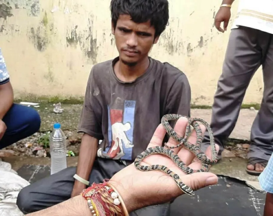  Rare ornate flying snake rescued from Bhubaneswar railway station