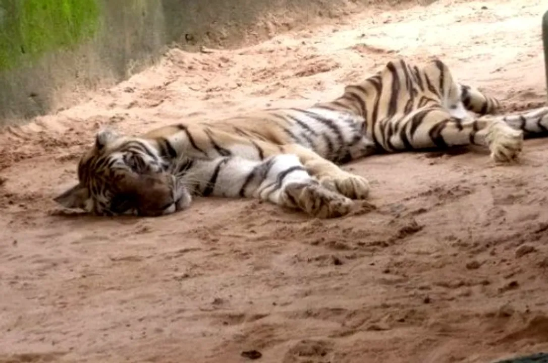  Tigress 'Priyanka' dies at Odisha zoo