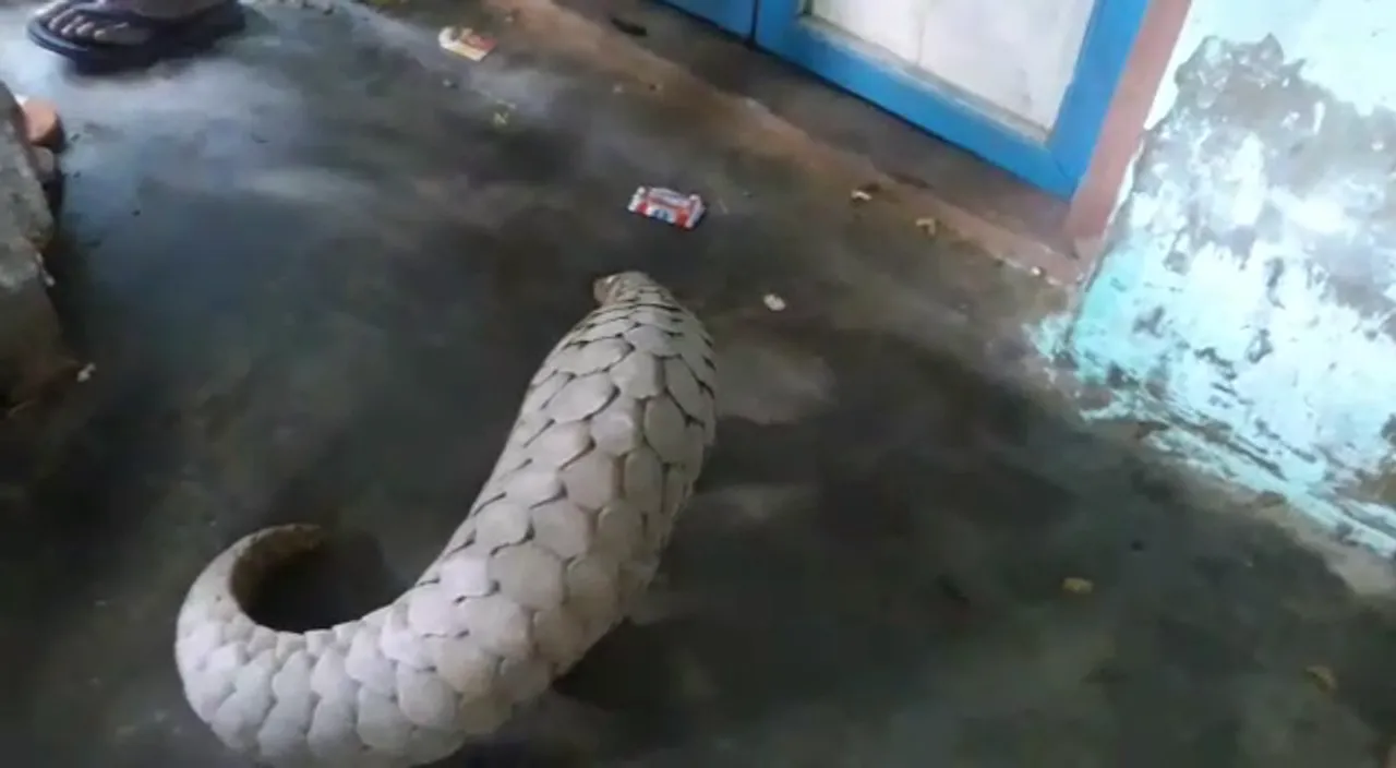  Pangolin rescued from house in Odisha's Athagarh