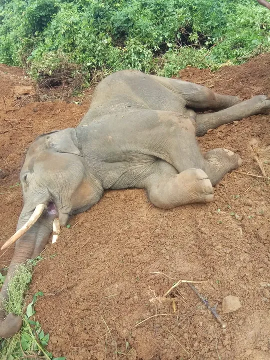  Jumbo 'Chandan' dies at Odisha's Nandankanan zoo