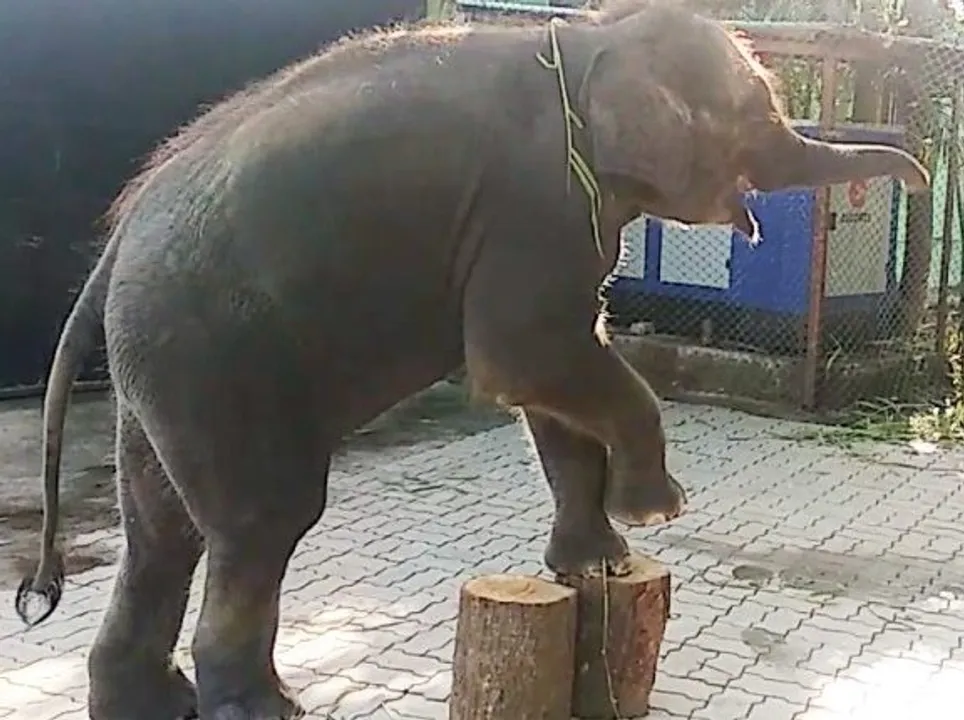  Herpes scare: After four elephant deaths, another put in isolation at Odisha zoo