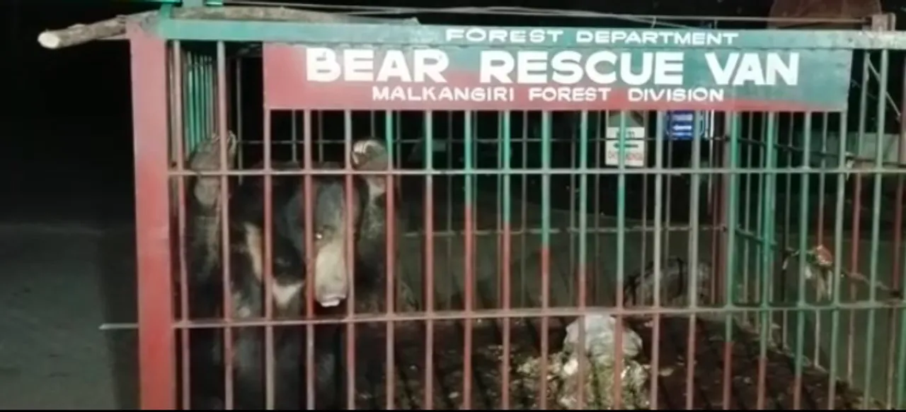  Forest officials rescue bear in Odisha's Malkangiri