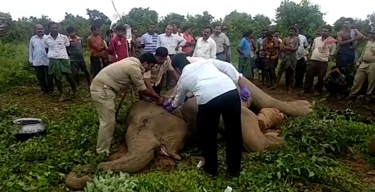  Unwell elephant found lying near Chandaka forest in Odisha