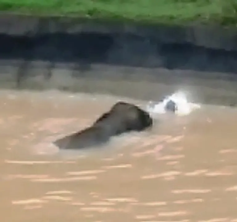  Elephant gets stuck in canal in Odisha's Dhenkanal
