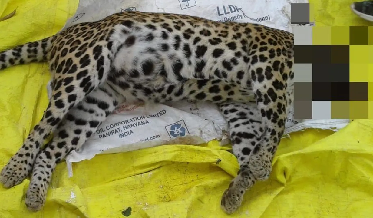  Leopard dies at reserve forest in Odisha's Cuttack