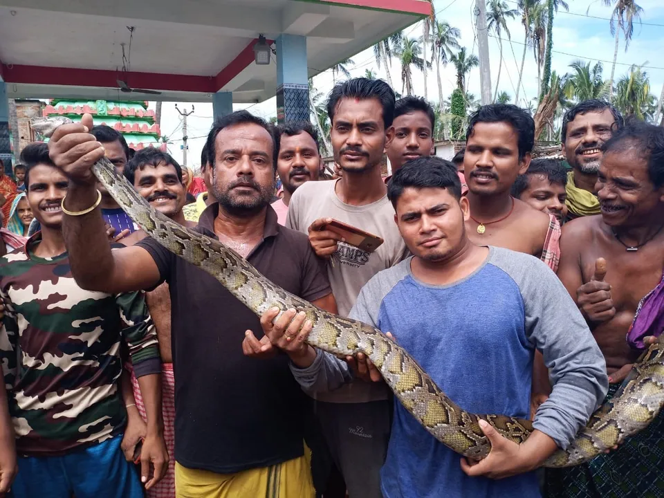  Burmese python trapped in fishing net rescued in Odisha