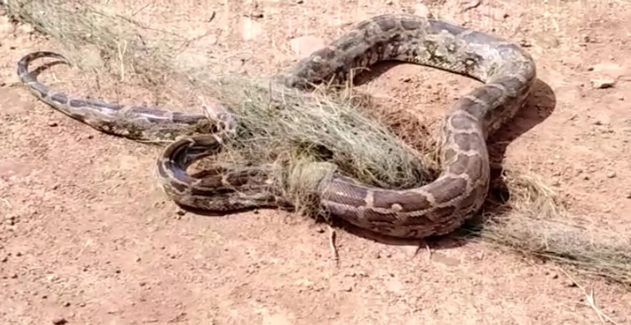 Python trapped in fishing net rescued from pond in Odisha