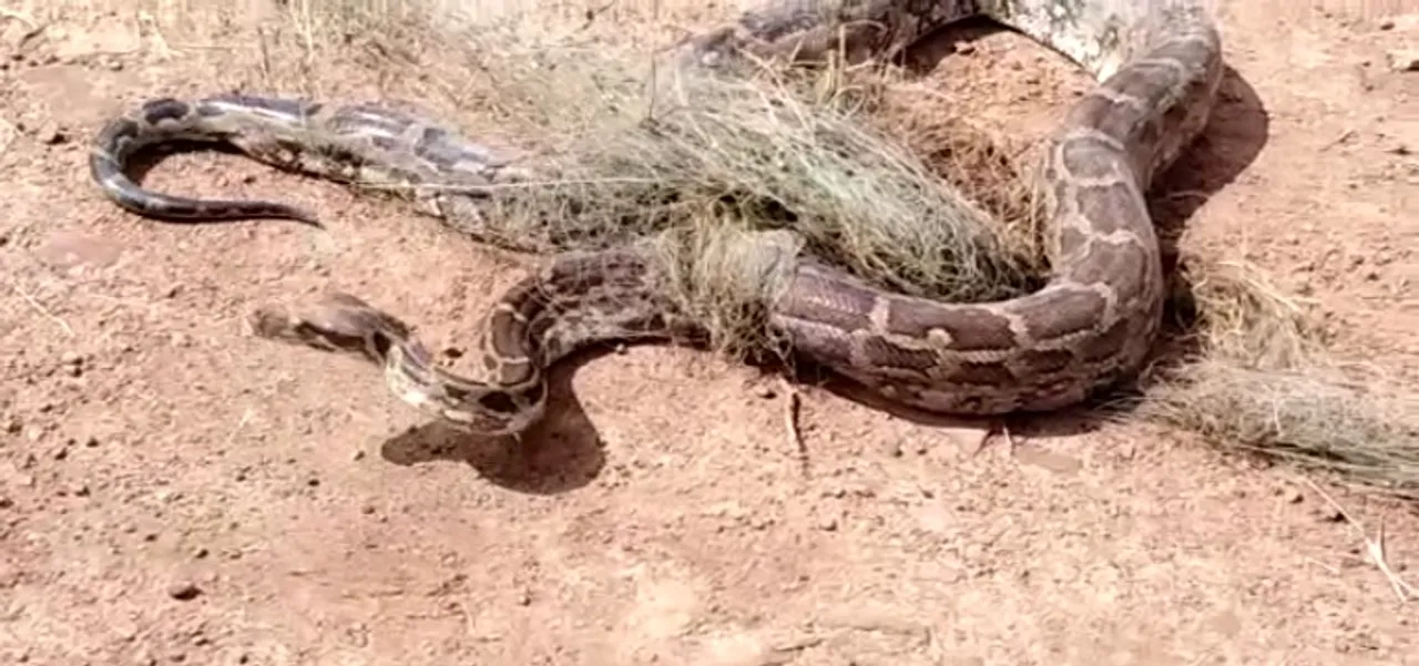  Injured python rescued in Bargarh in Odisha