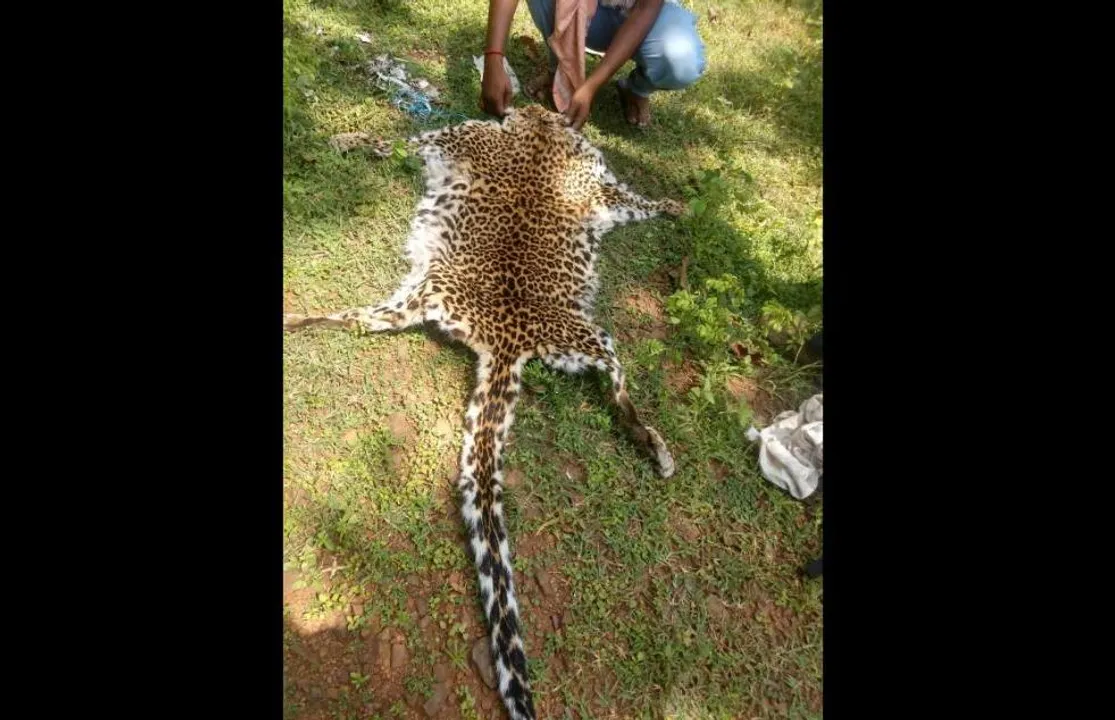  Leopard hide seized in Odisha's Deogarh, six detained