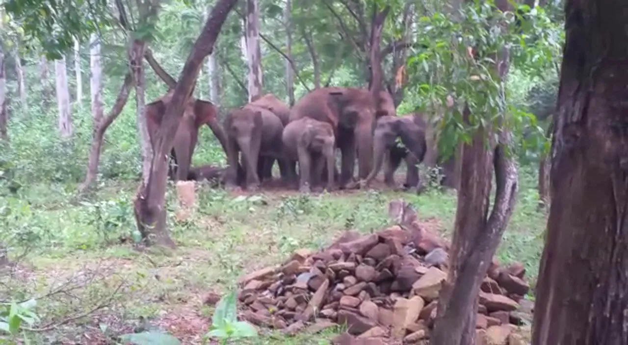 Elephant herd wreaks havoc in Odisha's Keonjhar