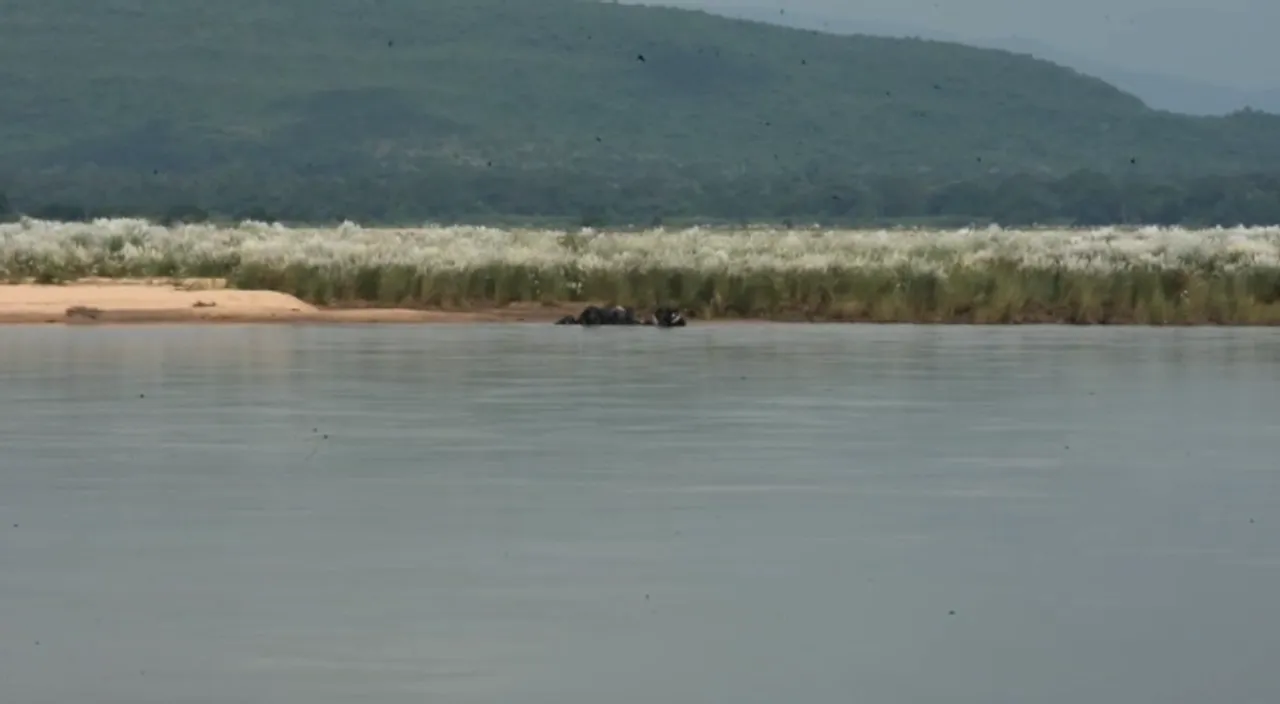  Odisha: Herd of elephants stranded on Mahanadi river bank