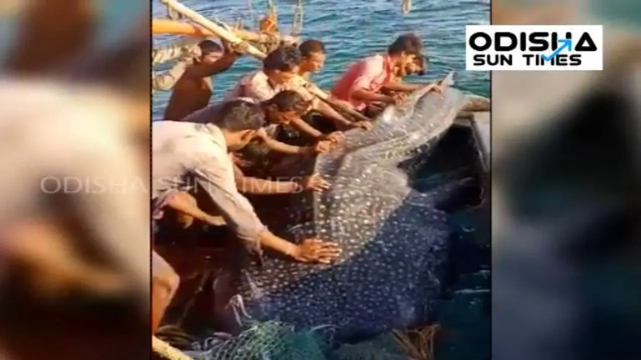  Odisha: Rare whale shark sold at Rs 7.49 lakh