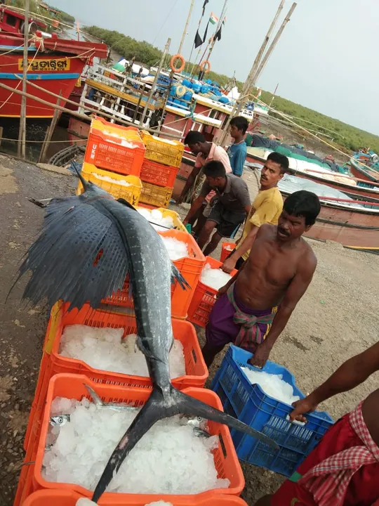  ‘Fast swimming’ Marlin fish caught in Odisha  