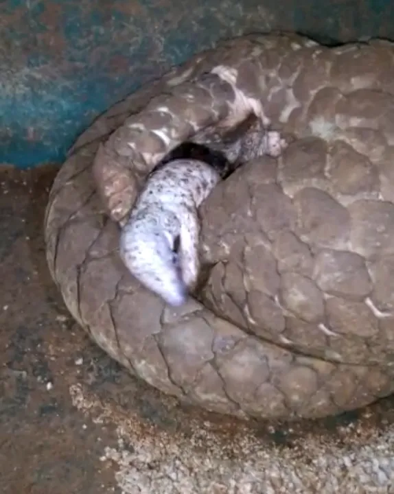  Rescued Pangolin gives birth inside forest office in Odisha
