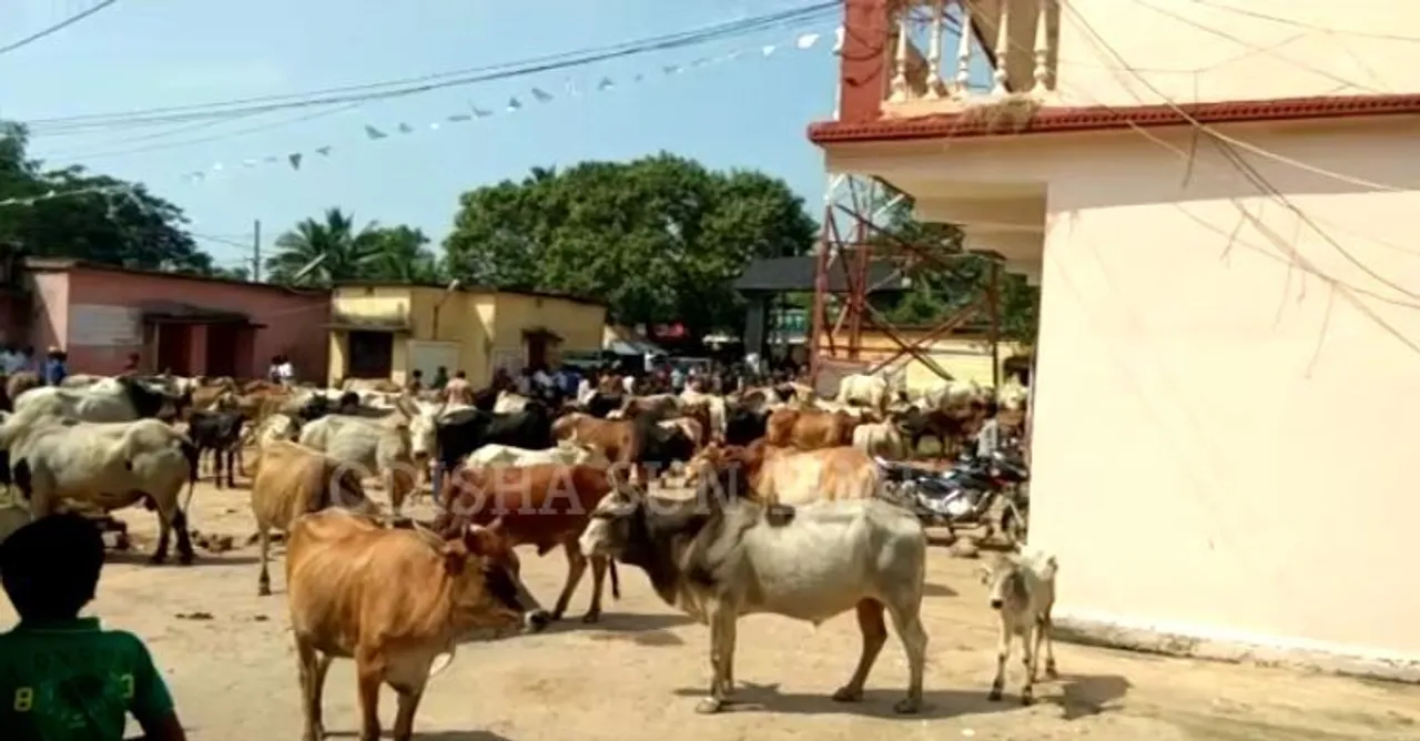  Bulls forced into govt office to draw Collector’s attention