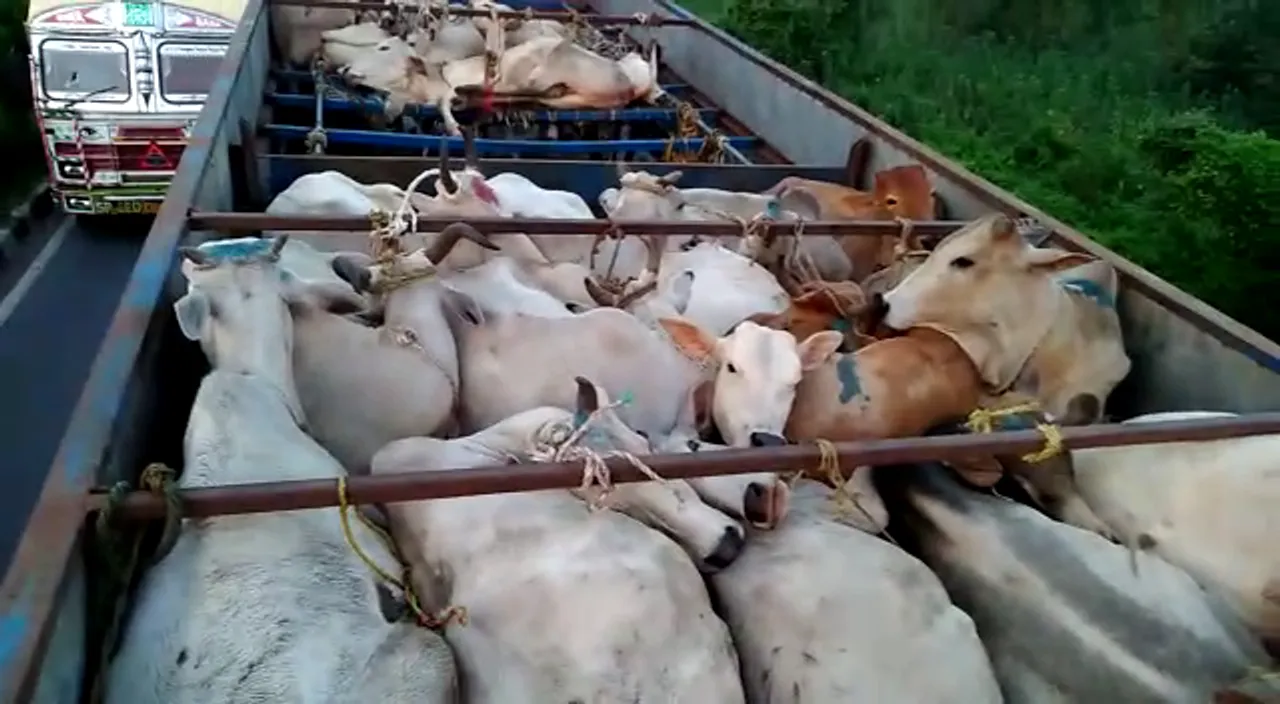  Two cattle-laden trucks detained by locals in Odisha