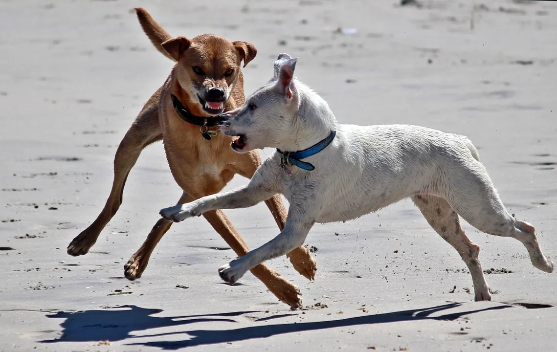  Stray dogs go on rampage, attack 15 villagers in Odisha's Bhadrak