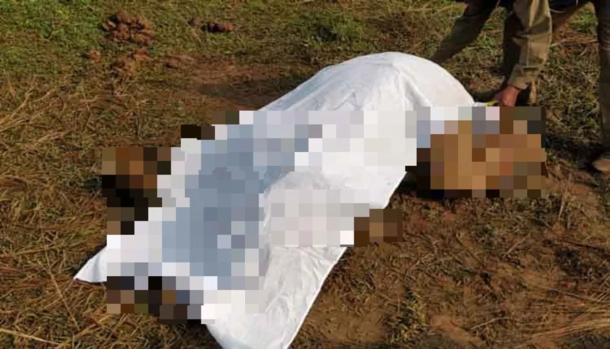  Elephant calf found dead at forest in Odisha