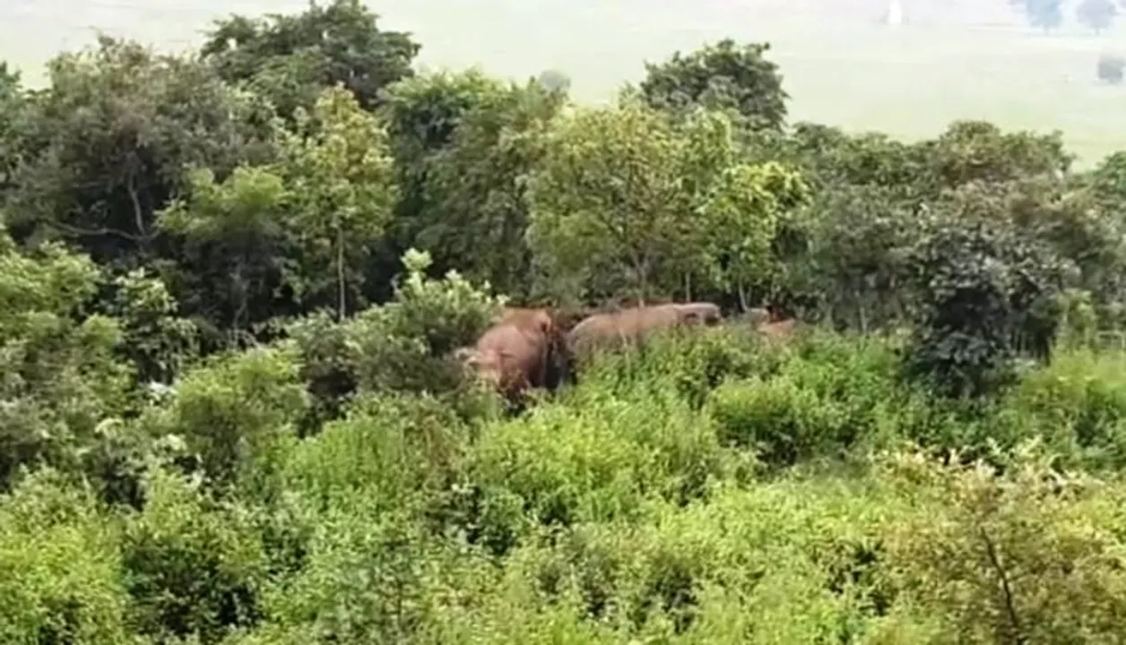  Female elephant electrocuted in Odisha's Sundargarh