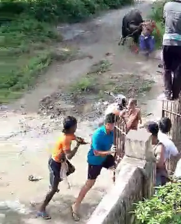  [Watch] Gaur goes on rampage in Odisha village