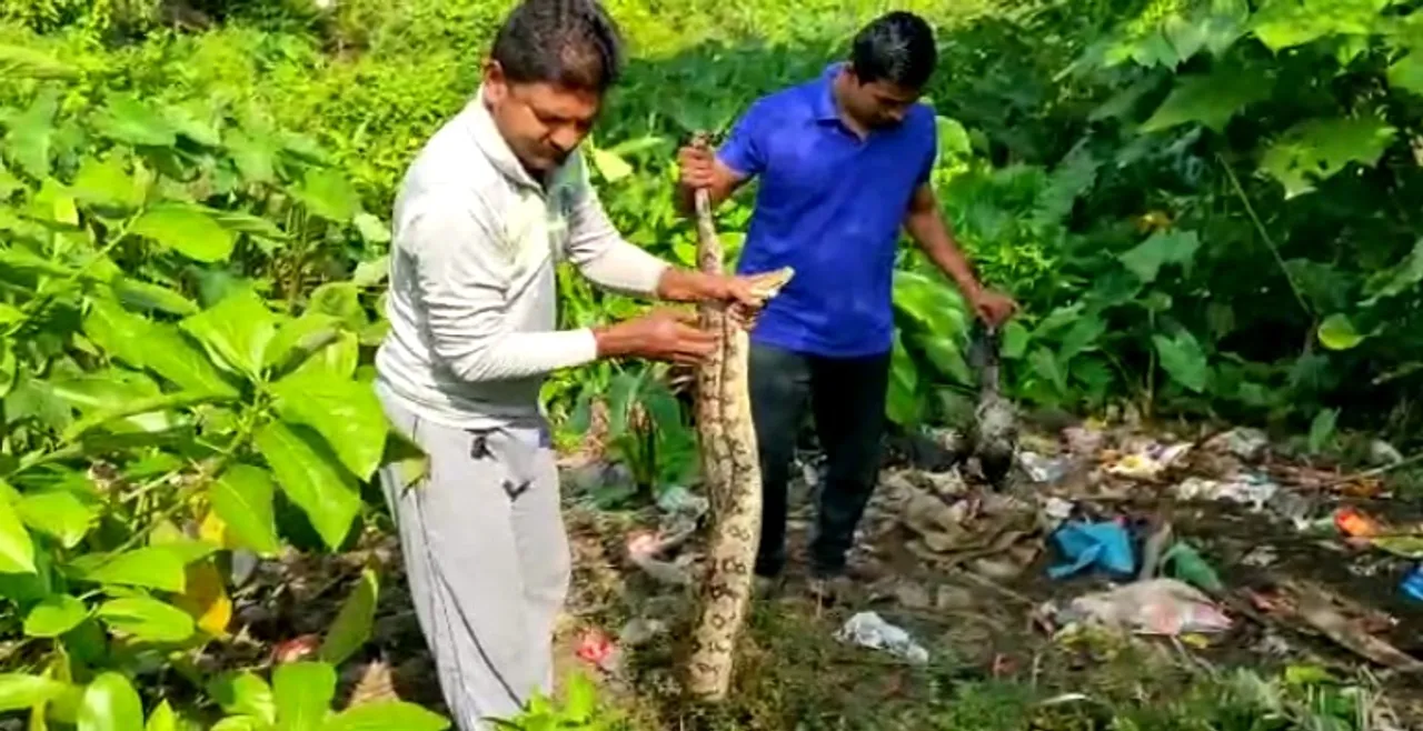  [Watch] Python chasing prey lands in trouble, rescued in Odisha