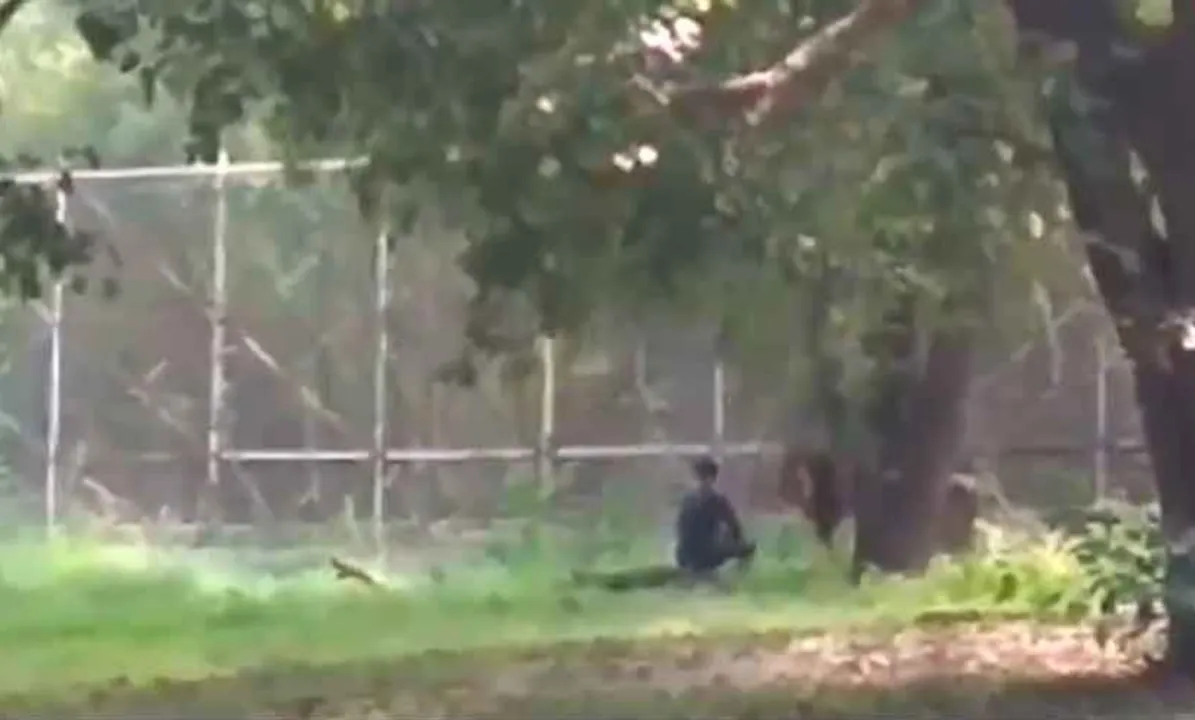  'Mentally disturbed' man jumps in lion's enclosure at Delhi zoo