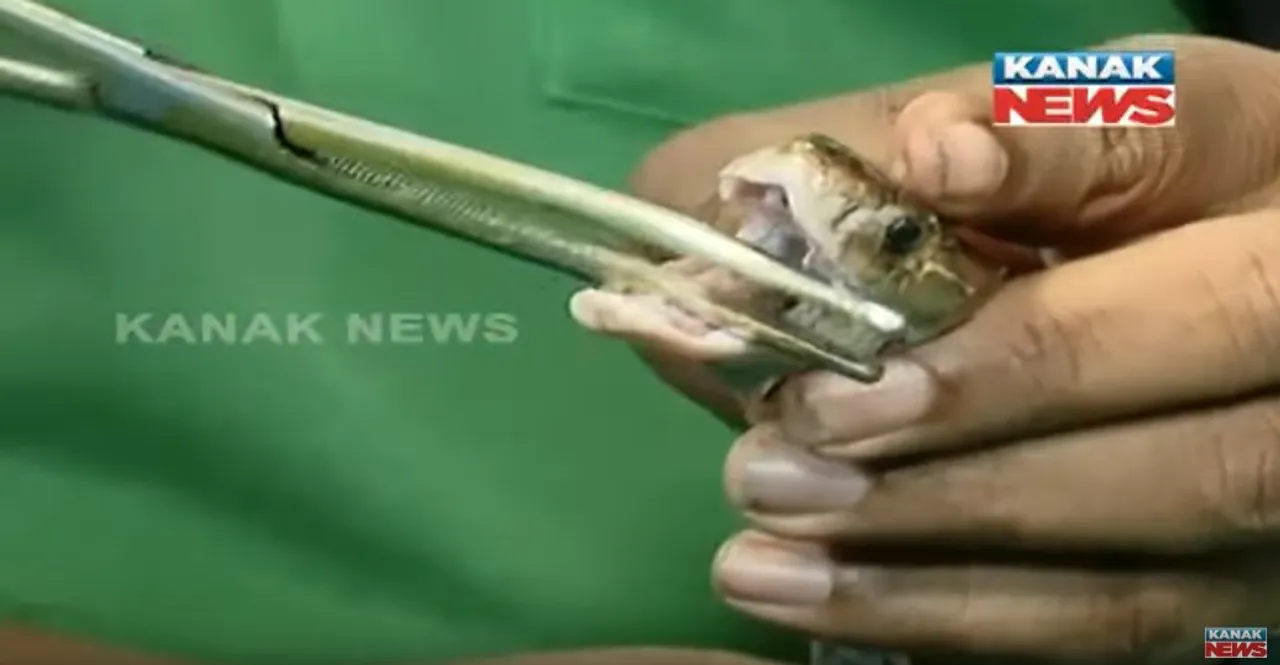  [Watch] Odisha vets remove fishhook from snake's mouth 