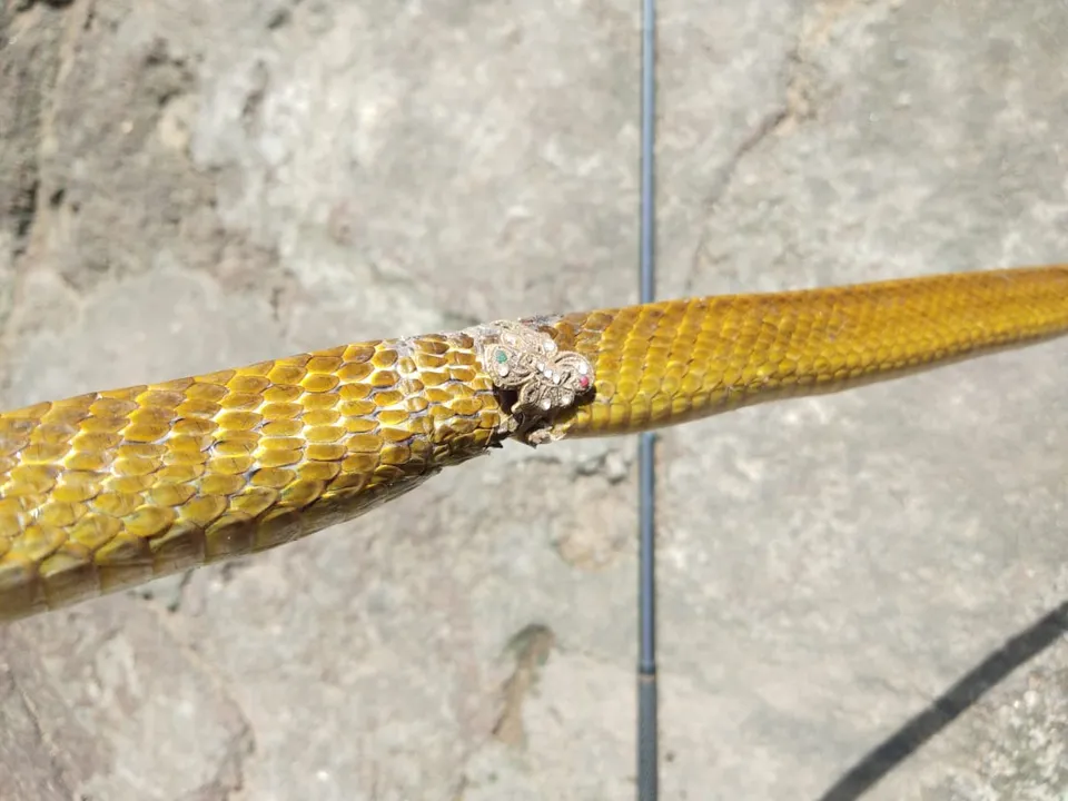  Rat snake gets trapped in finger ring in Odisha
