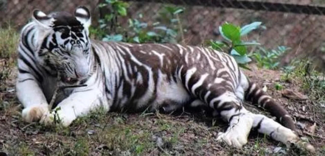 White tiger 'Subhranshu' dies at Odisha's Nandankanan zoo