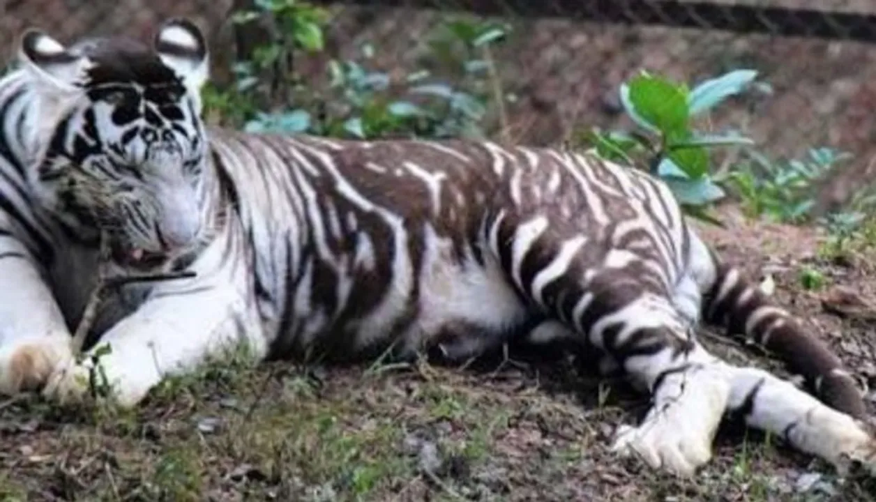  White tiger ‘Subhranshu’ died of tick-borne disease At Odisha’s zoo: Post mortem report