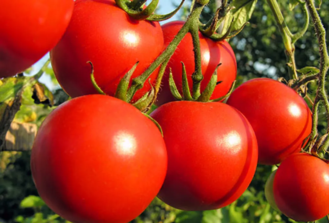  Humble tomato a day can boost your virility