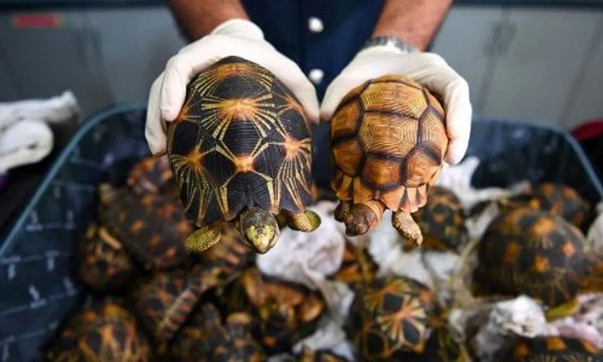  80 endangered turtles rescued in Agra, 3 held