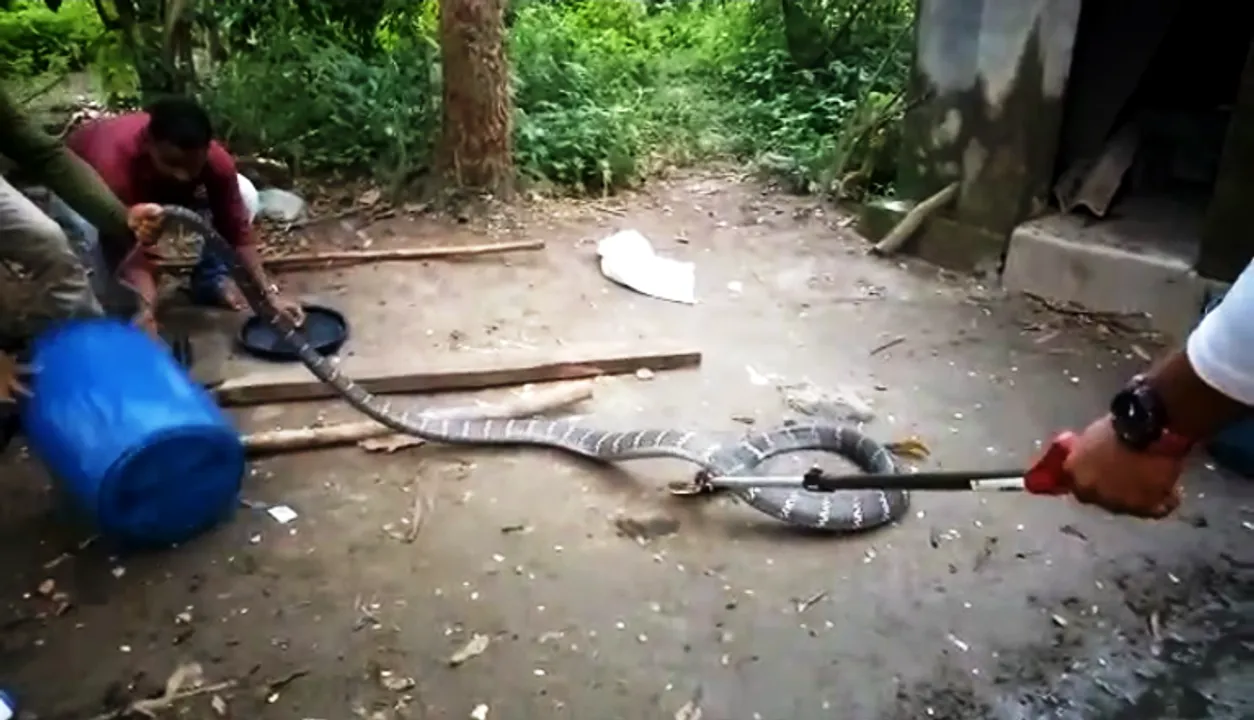  [Watch] Giant King Cobra spotted inside toilet in Odisha village   