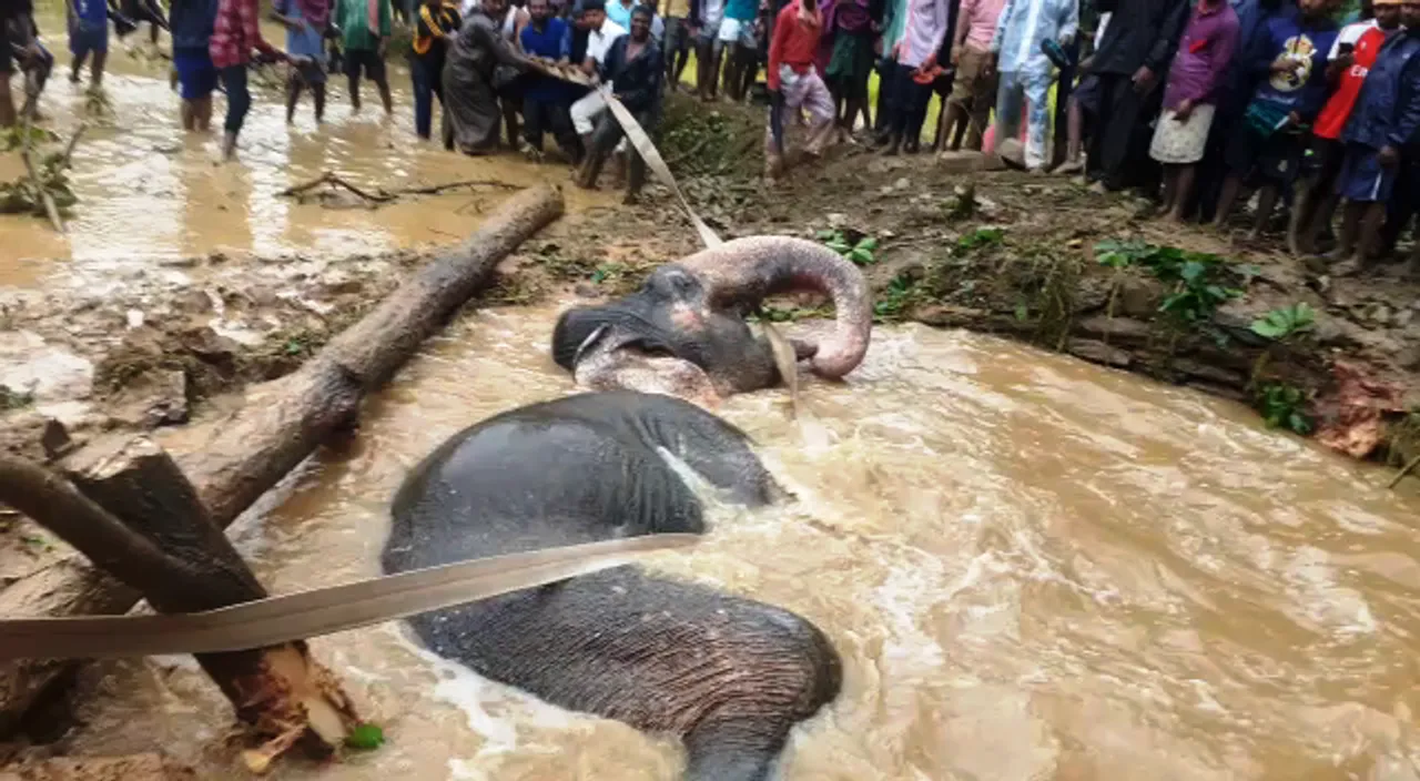  [Watch] Odisha villagers join hands to rescue elephant from well