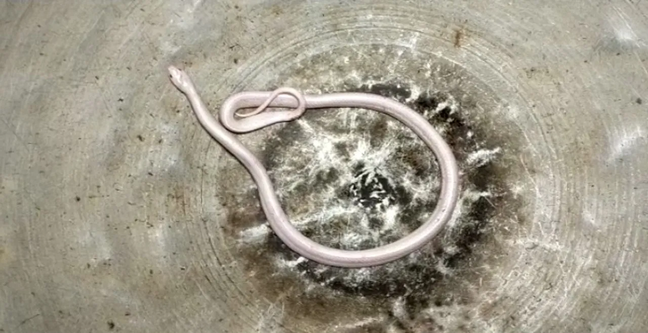 [Watch] Rare white snake found in Odisha