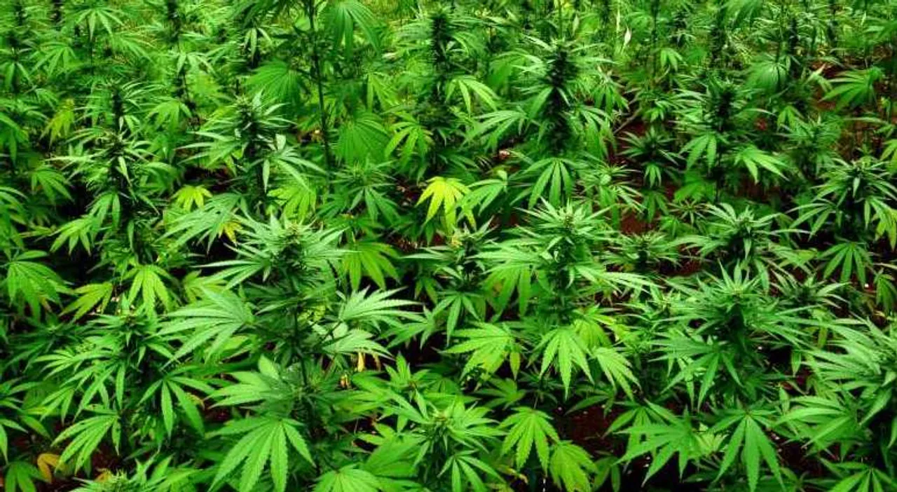  Ganja cultivation on 10 acres of land destroyed in Odisha