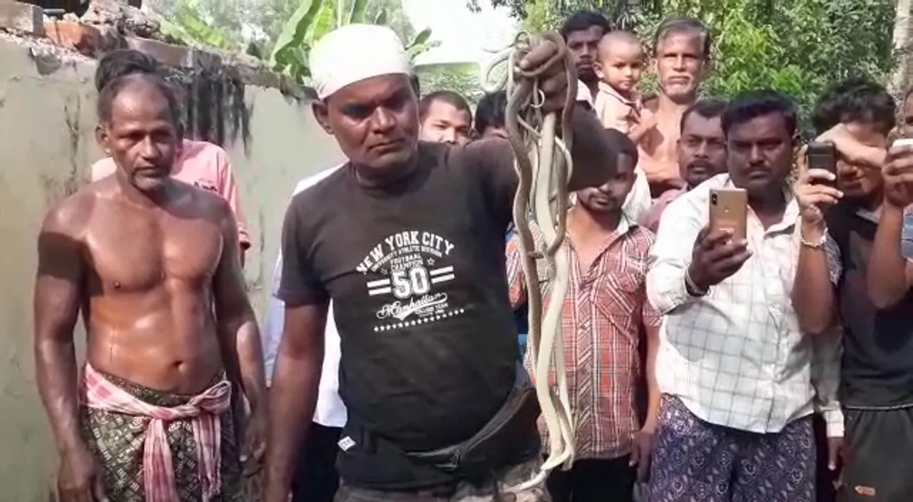  12 cobras rescued from house in Odisha